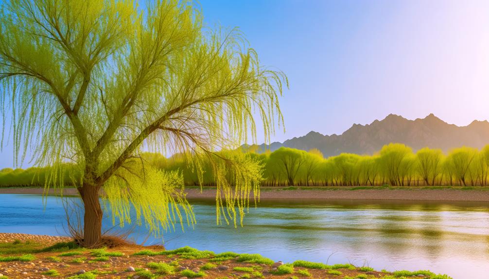 Meaning Of Willow Tree In The Bible